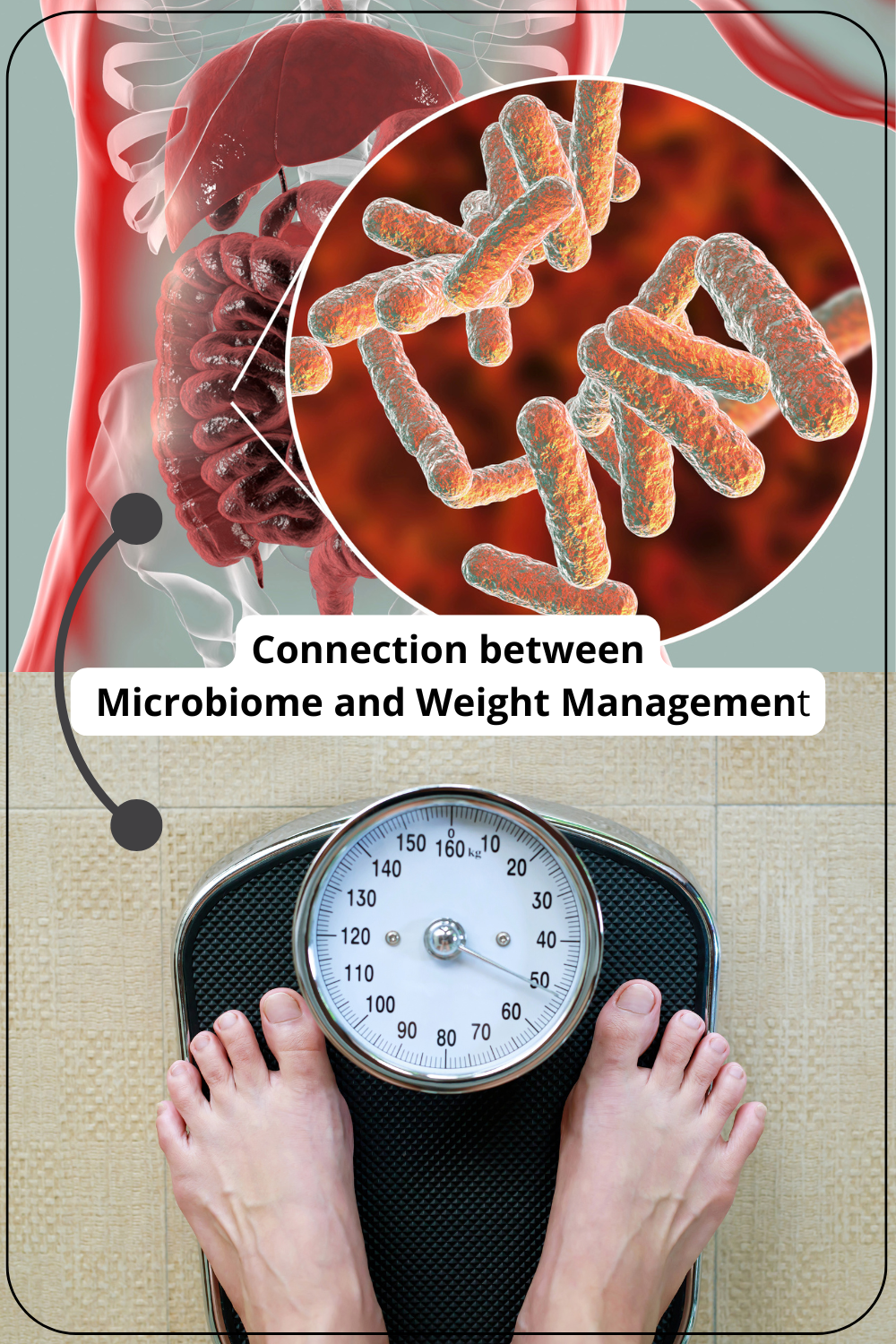 How Gut Health Affects Weight Loss